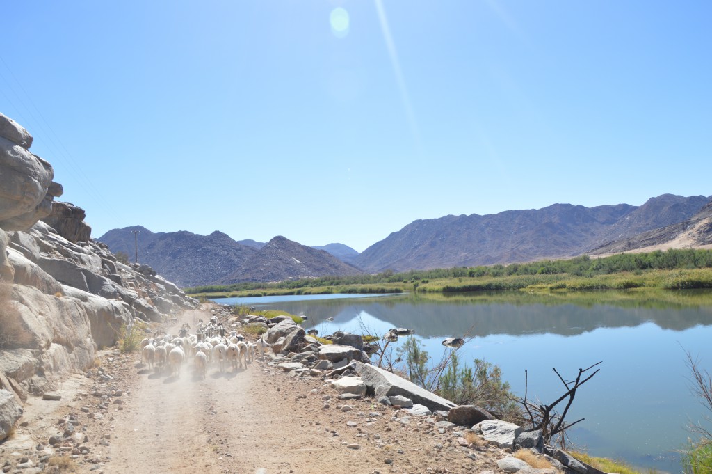 Des chèvres sur la piste, rivière orange